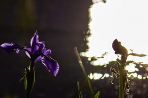 三好公園、カキツバタ、5月夏の花、愛知県みよし市の観光・撮影スポットの画像と写真