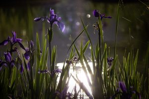 三好公園、カキツバタ、5月夏の花、愛知県みよし市の観光・撮影スポットの画像と写真