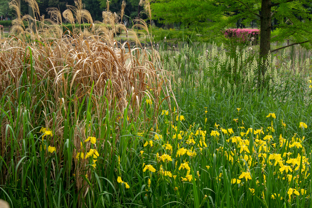 庄内緑地公園、カキツバタ、5月夏の花、名古屋市西区の観光・撮影スポットの画像と写真