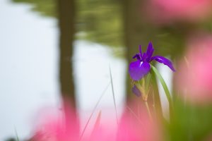 庄内緑地公園、カキツバタ、5月夏の花、名古屋市西区の観光・撮影スポットの画像と写真