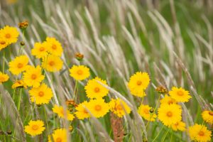 庄内緑地公園、5月夏の花　名古屋市西区の観光・撮影スポットの画像と写真