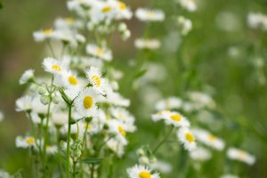 庄内緑地公園、5月夏の花　名古屋市西区の観光・撮影スポットの画像と写真