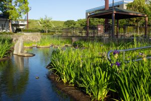 三好公園、カキツバタ、5月夏の花、愛知県みよし市の観光・撮影スポットの画像と写真