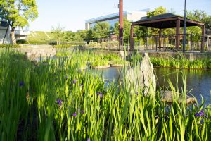 三好公園、カキツバタ、5月夏の花、愛知県みよし市の観光・撮影スポットの画像と写真