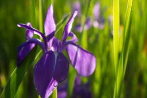 三好公園、カキツバタ、5月夏の花、愛知県みよし市の観光・撮影スポットの画像と写真