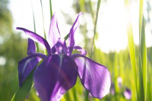 三好公園、カキツバタ、5月夏の花、愛知県みよし市の観光・撮影スポットの画像と写真