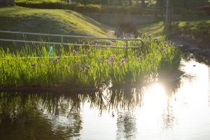 三好公園、カキツバタ、5月夏の花、愛知県みよし市の観光・撮影スポットの画像と写真