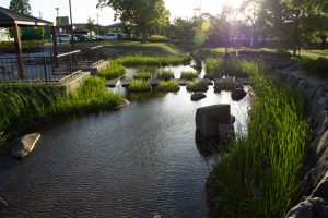 三好公園、カキツバタ、5月夏の花、愛知県みよし市の観光・撮影スポットの画像と写真