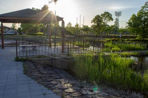 三好公園、カキツバタ、5月夏の花、愛知県みよし市の観光・撮影スポットの画像と写真