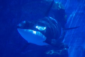 名古屋港水族館　シャチ　名古屋市港区の観光・撮影スポットの画像と写真