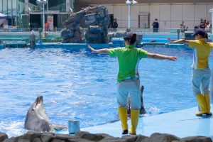 名古屋港水族館　イルカと一緒に回るパフォーマンスショー　名古屋市港区の観光・撮影スポットの画像と写真