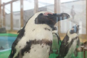 名古屋港水族館　ペンギン　名古屋市港区の観光・撮影スポットの画像と写真
