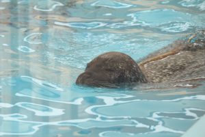 名古屋港水族館　アザラシ　名古屋市港区の観光・撮影スポットの画像と写真