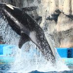 名古屋港水族館　シャチの公開トレーニング　名古屋市港区の観光・撮影スポットの画像と写真