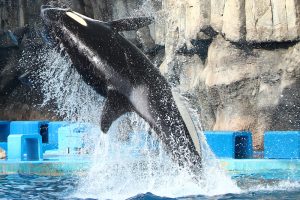 名古屋港水族館　シャチの公開トレーニング　名古屋市港区の観光・撮影スポットの画像と写真