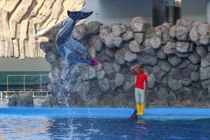 名古屋港水族館　イルカのフリスビーキャッチパフォーマンスショー　名古屋市港区の観光・撮影スポットの画像と写真