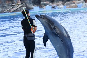 名古屋港水族館　イルカフラフープをくるくるパフォーマンスショー　名古屋市港区の観光・撮影スポットの画像と写真