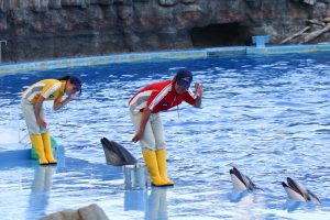 名古屋港水族館　イルカパフォーマンスショー　名古屋市港区の観光・撮影スポットの画像と写真