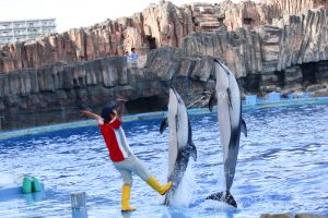 名古屋港水族館　イルカとジャンプパフォーマンスショー　名古屋市港区の観光・撮影スポットの画像と写真