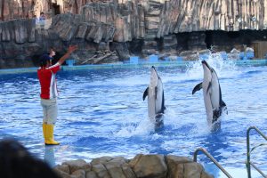 名古屋港水族館　イルカのパフォーマンスショー　名古屋市港区の観光・撮影スポットの画像と写真