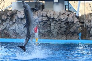 名古屋港水族館　イルカのトルネードジャンプパフォーマンスショー　名古屋市港区の観光・撮影スポットの画像と写真