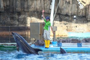 名古屋港水族館　イルカパフォーマンスショー　名古屋市港区の観光・撮影スポットの画像と写真