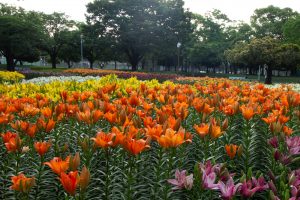 千種公園　ユリ園　6月　夏の花　名古屋市千種区の観光・撮影スポットの画像と写真