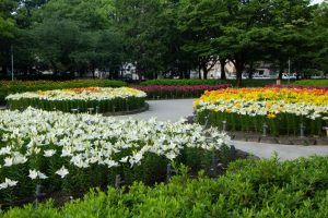 千種公園　ユリ園　6月　夏の花　名古屋市千種区の観光・撮影スポットの画像と写真