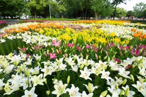 千種公園　ユリ園　6月　夏の花　名古屋市千種区の観光・撮影スポットの画像と写真