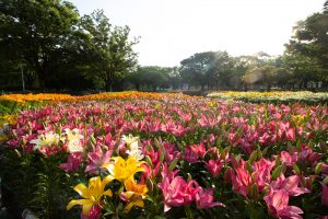 千種公園　ユリ園　6月　夏の花　名古屋市千種区の観光・撮影スポットの画像と写真