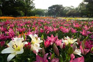 千種公園　ユリ園　6月　夏の花　名古屋市千種区の観光・撮影スポットの画像と写真
