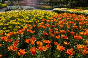 千種公園　ユリ園　6月　夏の花　名古屋市千種区の観光・撮影スポットの画像と写真