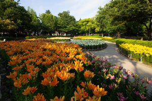 千種公園　ユリ園　6月　夏の花　名古屋市千種区の観光・撮影スポットの画像と写真