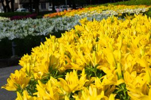 千種公園　ユリ園　6月　夏の花　名古屋市千種区の観光・撮影スポットの画像と写真