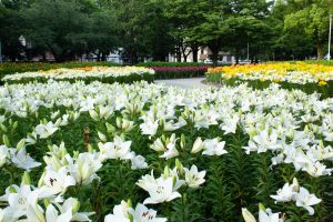 千種公園　ユリ園　6月　夏の花　名古屋市千種区の観光・撮影スポットの画像と写真