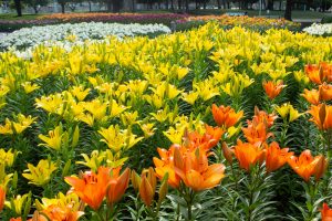 千種公園　ユリ園　6月　夏の花　名古屋市千種区の観光・撮影スポットの画像と写真