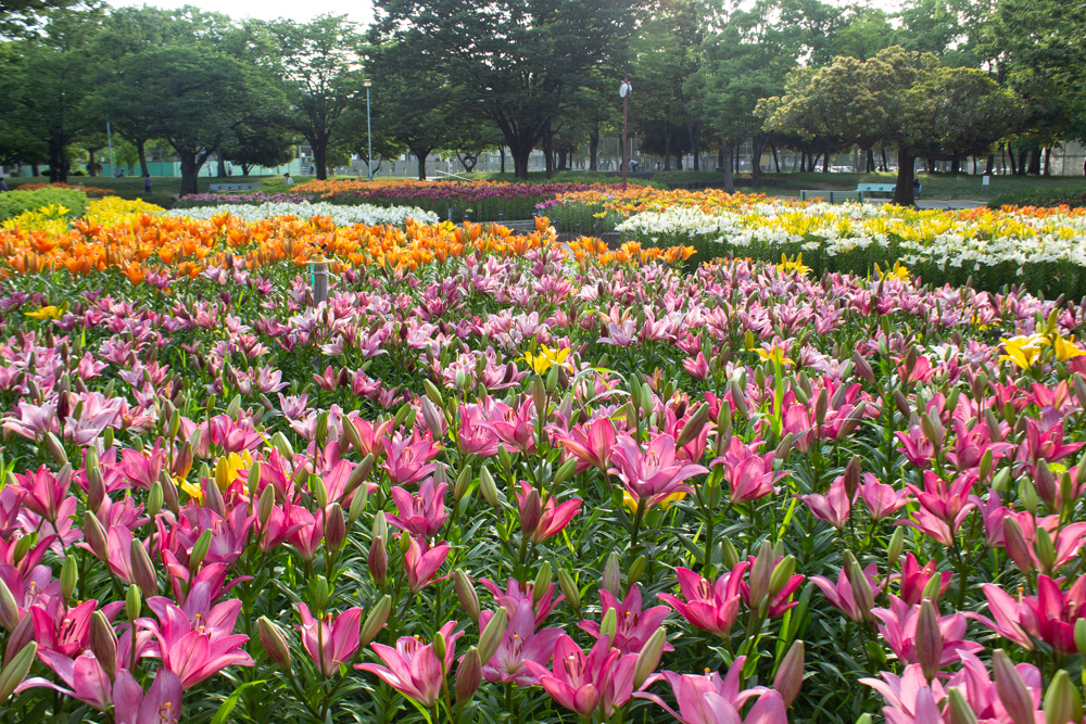千種公園　ユリ園　6月　夏の花　名古屋市千種区の観光・撮影スポットの画像と写真