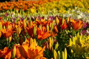 千種公園　ユリ園　6月　夏の花　名古屋市千種区の観光・撮影スポットの画像と写真