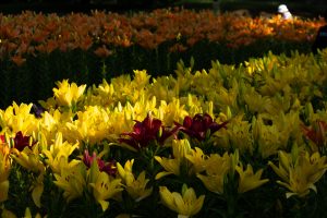 千種公園　ユリ園　6月　夏の花　名古屋市千種区の観光・撮影スポットの画像と写真