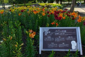 千種公園　ユリ園　6月　夏の花　名古屋市千種区の観光・撮影スポットの画像と写真千種公園　ユリ園　6月　夏の花　名古屋市千種区の観光・撮影スポットの画像と写真