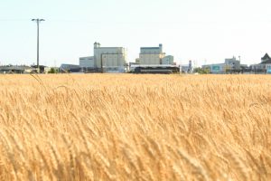 デンパーク　小麦畑　5月末　刈り取り前　愛知県安城市の観光・撮影スポットの画像と写真