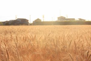 デンパーク　小麦畑　5月末　刈り取り前　愛知県安城市の観光・撮影スポットの画像と写真デンパーク　小麦畑　5月末　刈り取り前　愛知県安城市の観光・撮影スポットの画像と写真