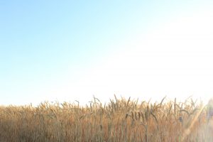 デンパーク　小麦畑　5月末　刈り取り前　愛知県安城市の観光・撮影スポットの画像と写真デンパーク　小麦畑　5月末　刈り取り前　愛知県安城市の観光・撮影スポットの画像と写真