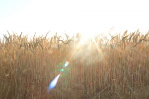 デンパーク　小麦畑　5月末　刈り取り前　愛知県安城市の観光・撮影スポットの画像と写真デンパーク　小麦畑　5月末　刈り取り前　愛知県安城市の観光・撮影スポットの画像と写真