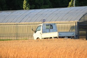 デンパーク　小麦畑　5月末　刈り取り前　愛知県安城市の観光・撮影スポットの画像と写真