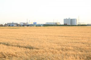 デンパーク　小麦畑　5月末　刈り取り前　愛知県安城市の観光・撮影スポットの画像と写真
