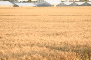 デンパーク　小麦畑　5月末　刈り取り前　愛知県安城市の観光・撮影スポットの画像と写真デンパーク　小麦畑　5月末　刈り取り前　愛知県安城市の観光・撮影スポットの画像と写真