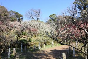 岩津天満宮　東山梅苑　梅まつり　3月　愛知県岡崎市の観光・撮影スポットの画像と写真
