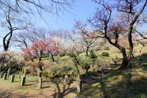 岩津天満宮　東山梅苑　梅まつり　3月　愛知県岡崎市の観光・撮影スポットの画像と写真