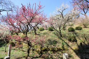 岩津天満宮　東山梅苑　梅まつり　3月　愛知県岡崎市の観光・撮影スポットの画像と写真